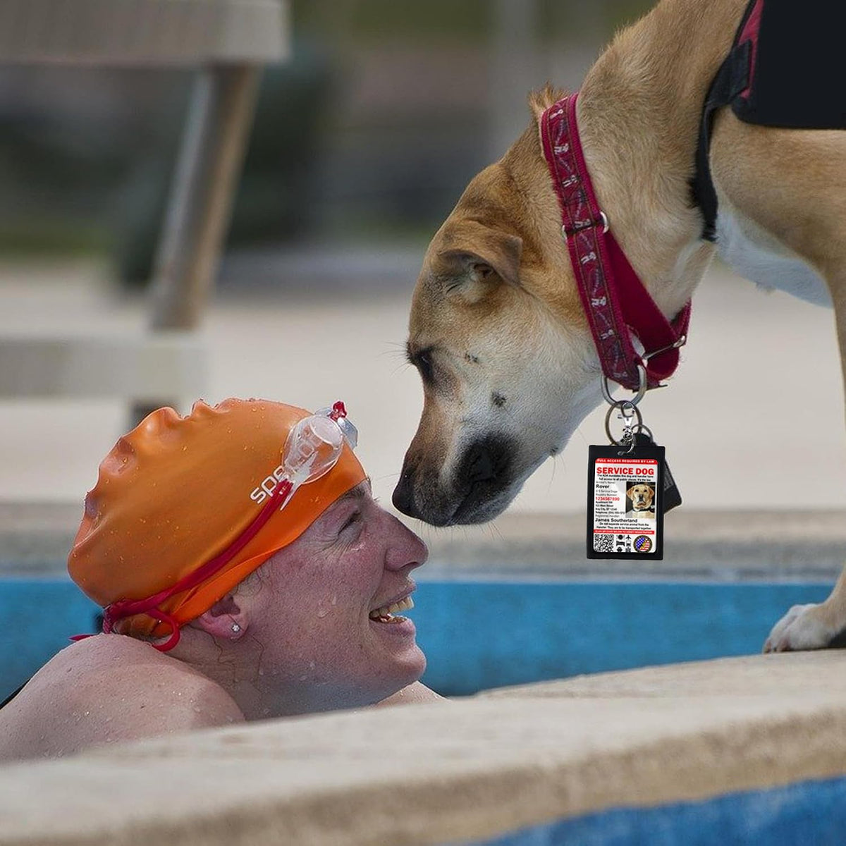 Just 4 Paws Custom Service Dog ID Card with QR Code and Optional Holograph | Registration to U S Service Dogs Registry Plus ID Holder & Digital ID - Portrait Style