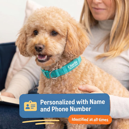Personalized Dog Collars - Reflective Nylon Collar Customized with Name and Phone Number Adjustable Sizes for Small Dogs, Medium, Large 4 Colors Male Female boy Girl Puppies