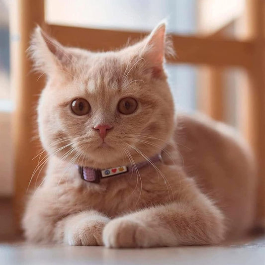 Pawtitas Reflective Red Cat Collar with Safety Buckle and Removable Bell for Kitten and Cats