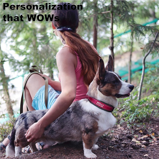 Personalized Dog Collar with Name and Number for Large Medium Small Dogs