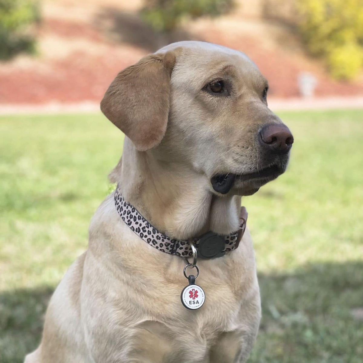 Silent Engraved Service Dog Personalized with 4 Lines of Custom Engraved ID Silent Silicone Pet Tag White