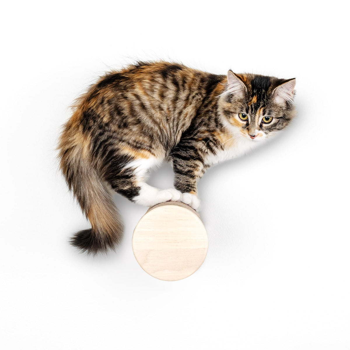 Furhaven 15.75" Tall Playground for Indoor Cats, Ft. Sisal Scratching Posts, Self-Grooming Brush, & Toy - Tiger Tough Hammock Interactive Playground - Silver, One Size
