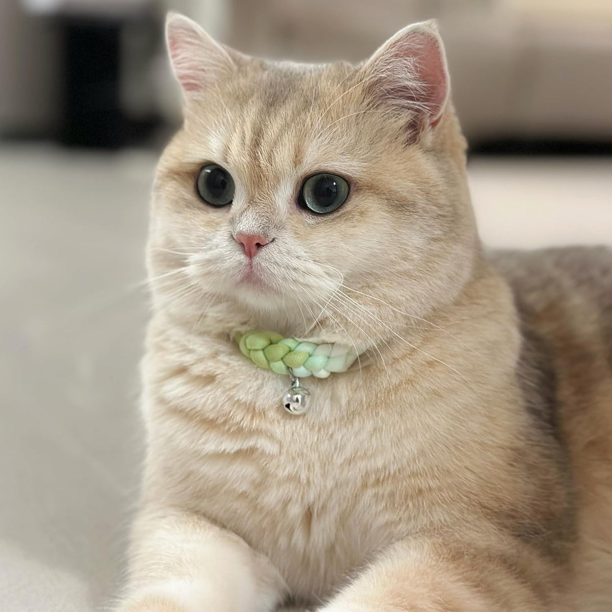 Cat Collar with Bell, Cute Adjustable Cotton Kitten Collar, Soft Lightweight Slip On Collar for Indoor Cats, Handmade in California (Green Ombre)
