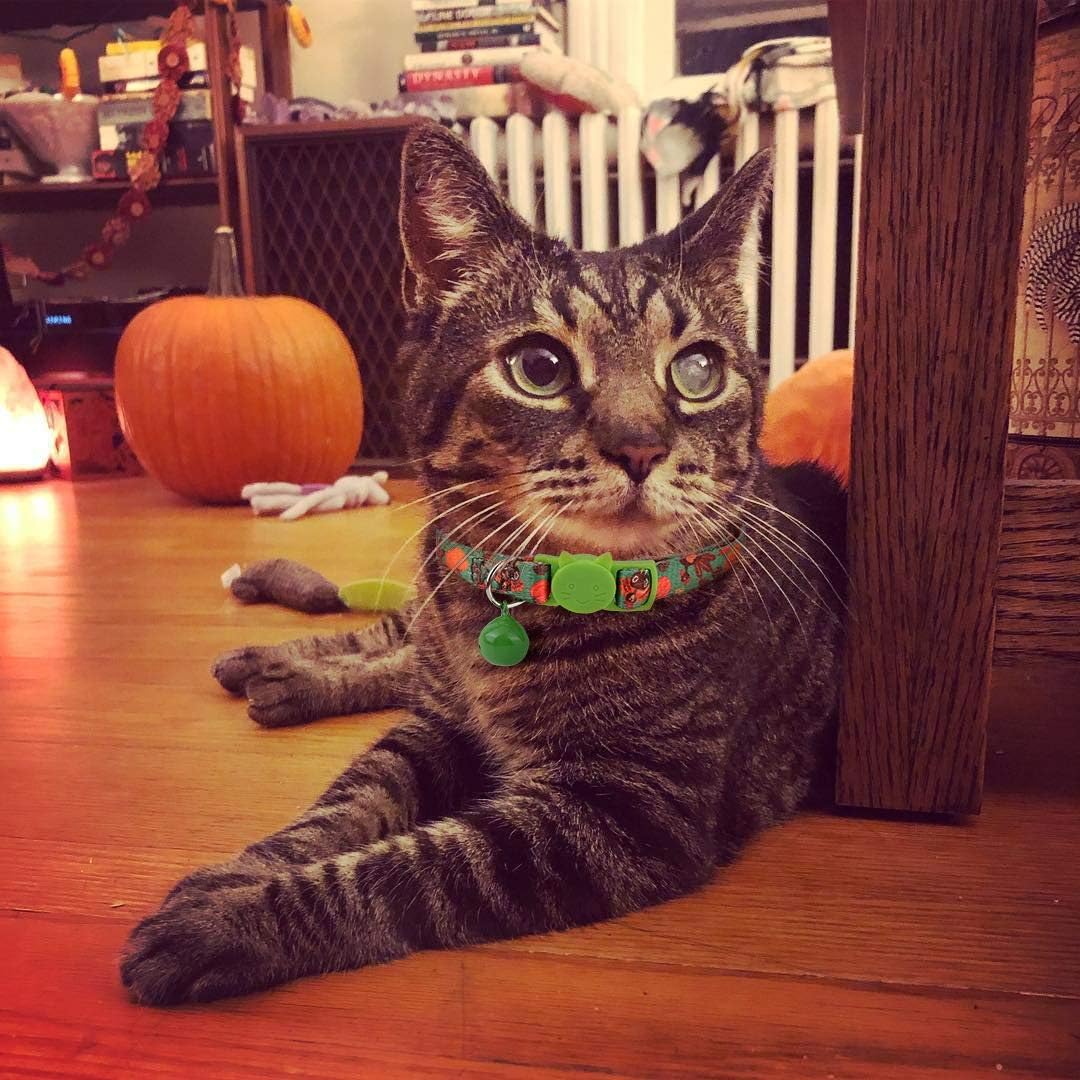 BoomBone 5 Pack Thanksgiving Cat Collar Breakaway with Bell,Safety Puppy Collars