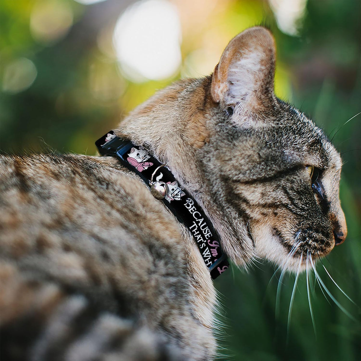 Buckle-Down Plastic Breakaway Clip Collar - Aristocats Marie 3-Poses Because I'm A Lady That's WHY Black/White/Pink - Narrow-Medium 7-13"