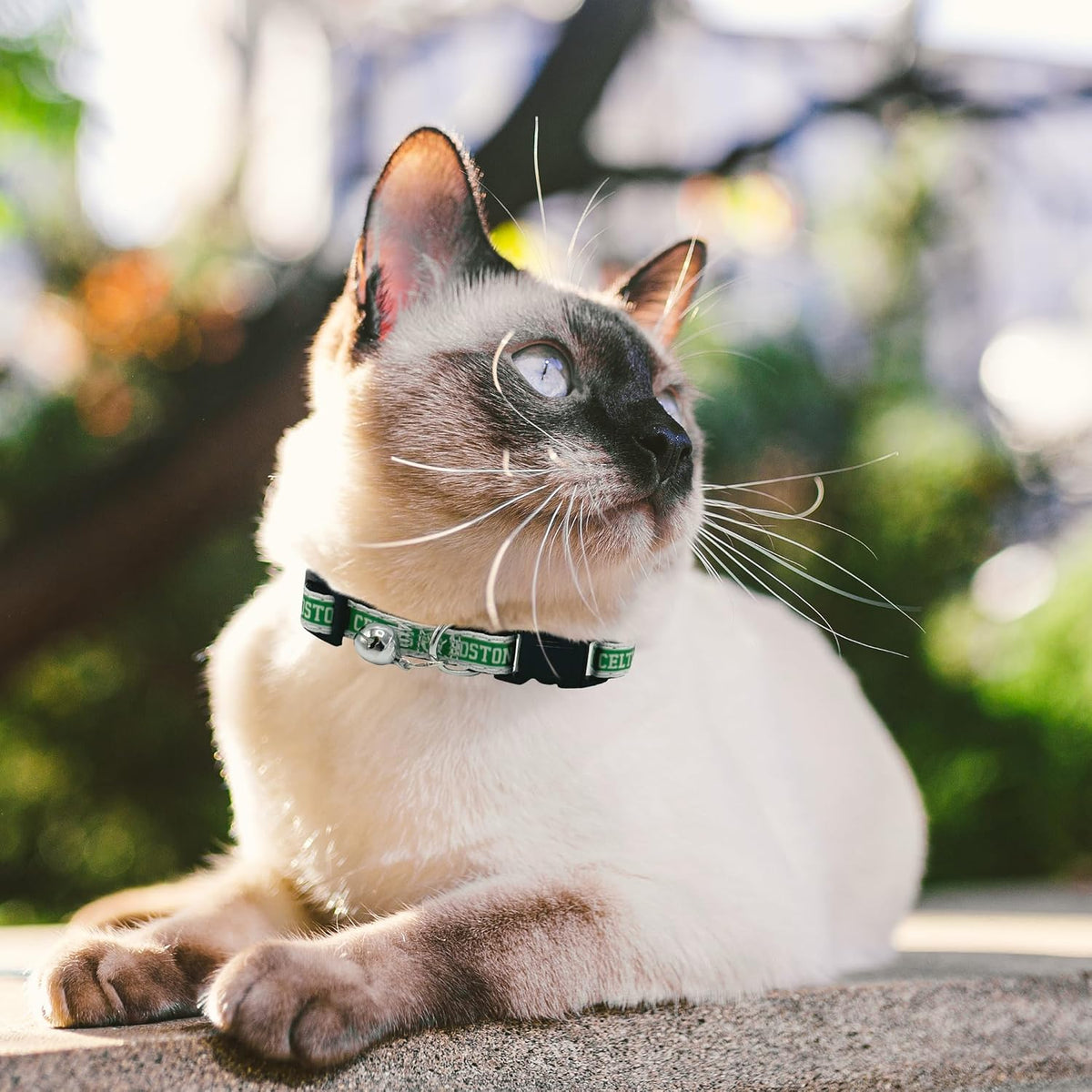 Boston Celtics Satin Cat Collar