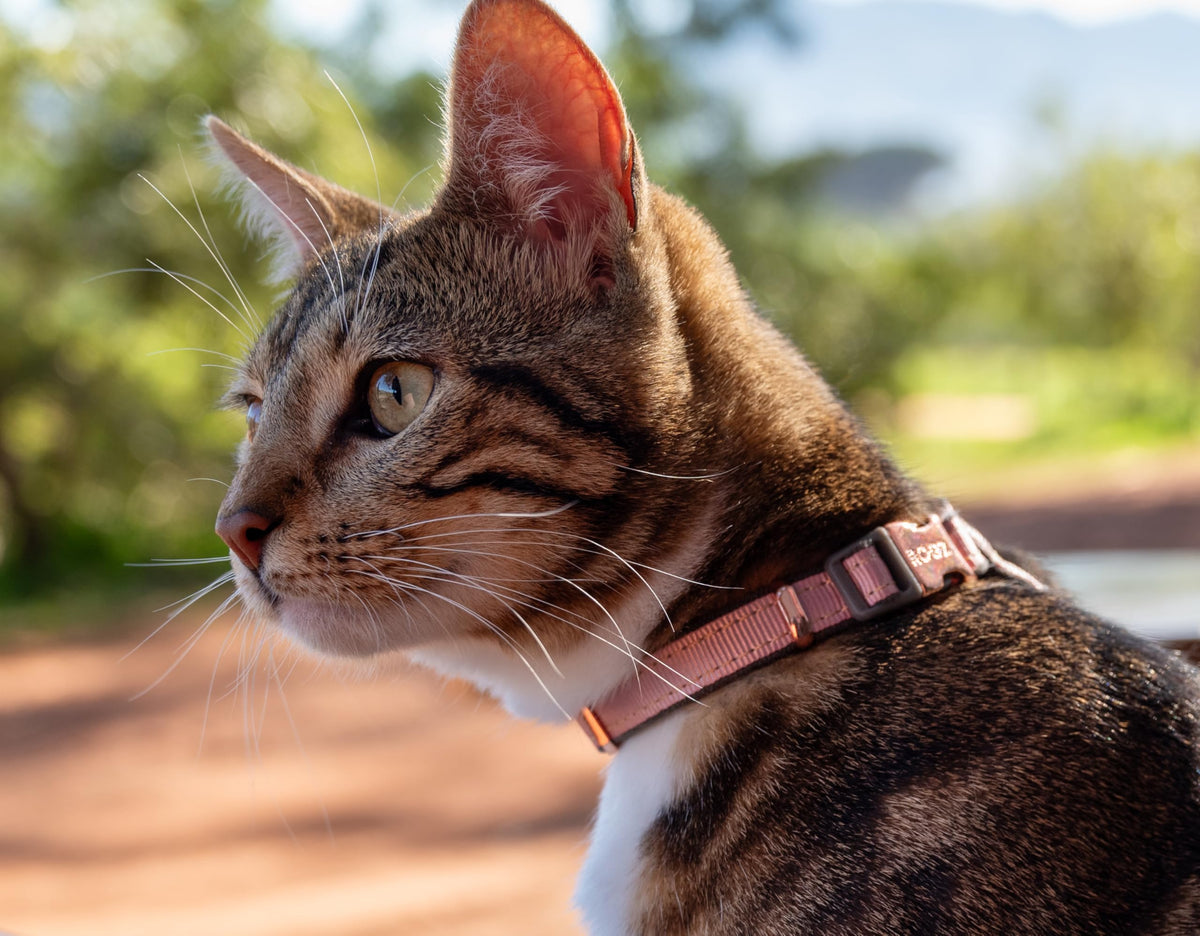 Rogz Urban Cat Safety Collar Small/Medium - Pink Blush