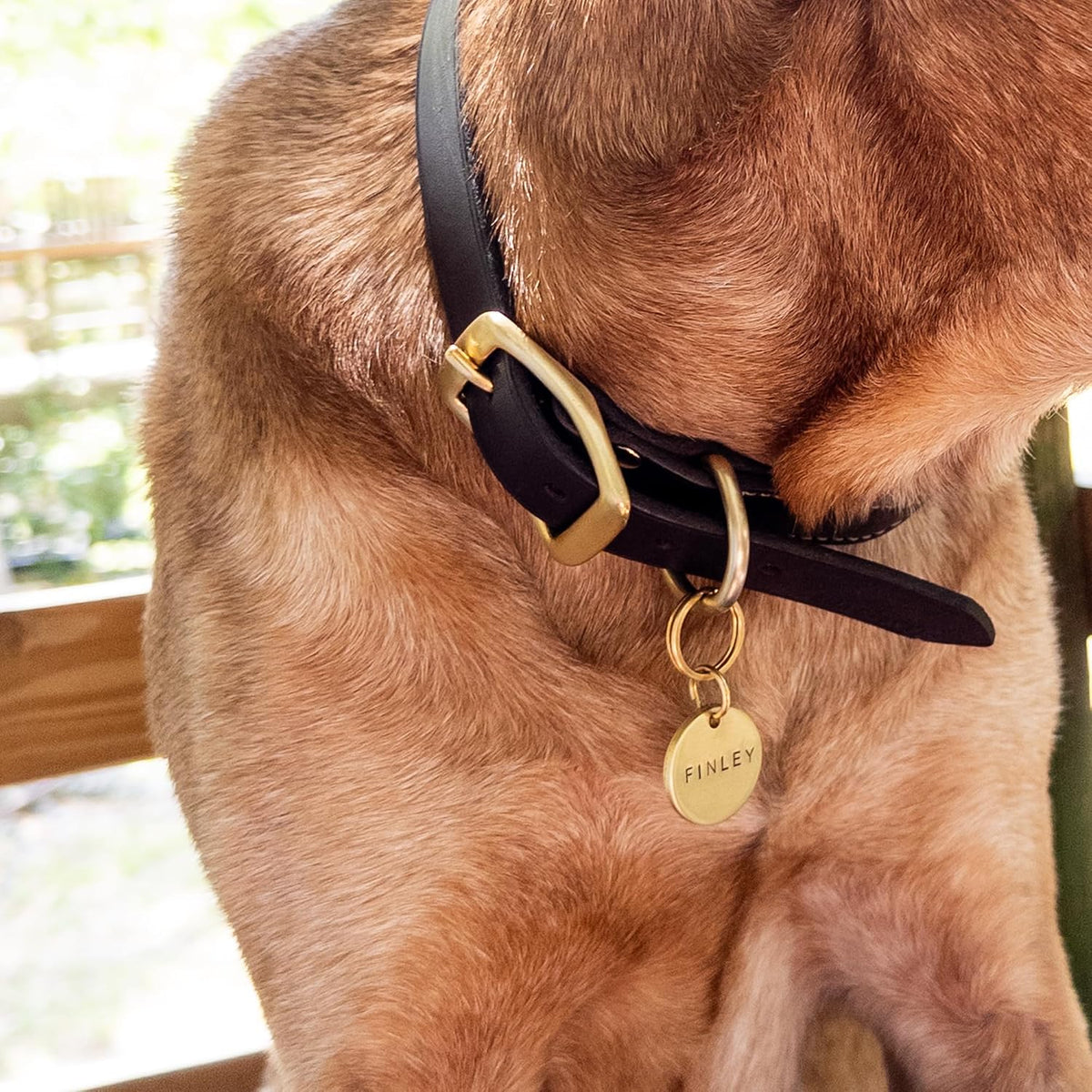 Personalized Brass Dog Tag, Engraved, Round Shape, Phone Number on Back