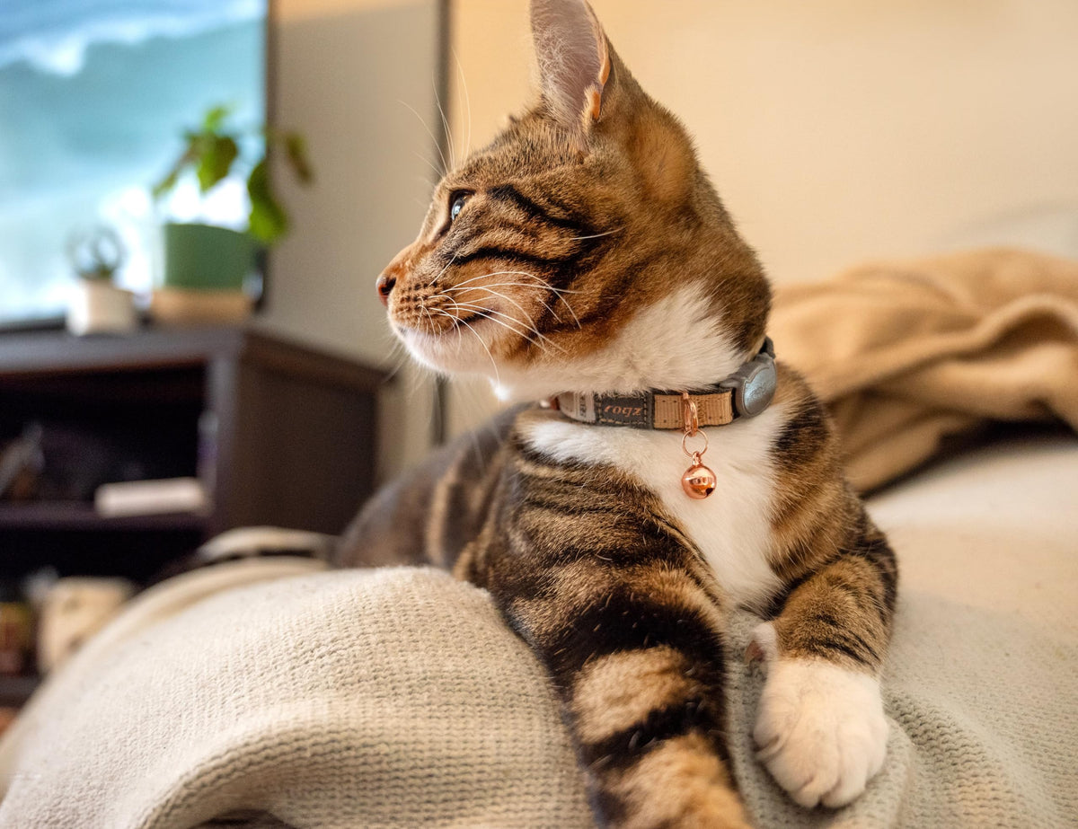 Rogz Urban Cat Safety Collar Small/Medium - Pink Blush
