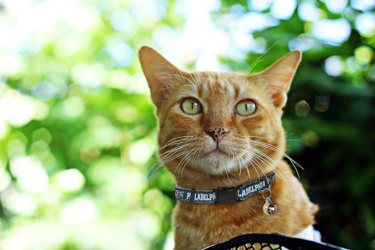 Pets First COLLAR for CATS - NFL PHILADELPHIA EAGLES CAT COLLAR. - Strong & Adjustable FOOTBALL Cat Collars with Metal Jingle Bell